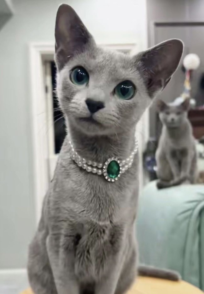 Diamond Cat Expo