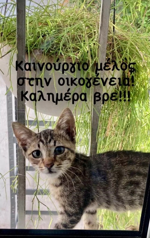 Καίτη Γαρμπή | Νέο μέλος στην οικογένειά της - Τι ανέφερε η ίδια;