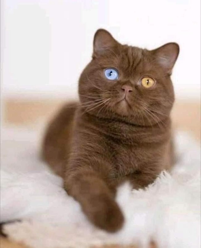 Η Diamond Cat Expo 2025 στις 26 και 27 Απριλίου στο Σεράφειο στο Γκάζι