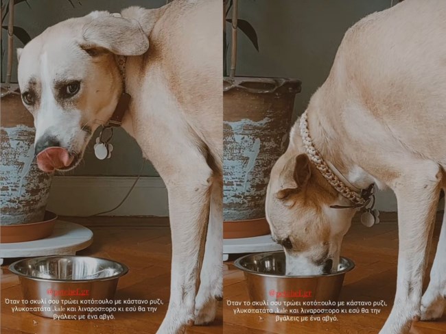 Petchef Φάνης Παυλόπουλος