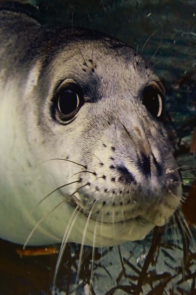 Η Μεσογειακή Φώκια 