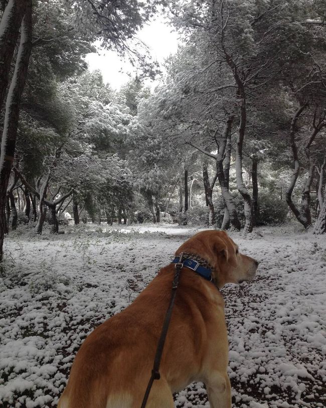 H Αθήνα Στα Λευκά