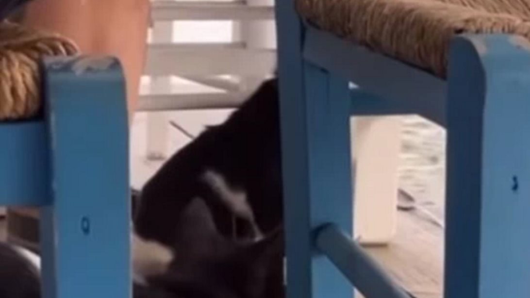 Ντροπή: Κλώτσησε γάτα στη θάλασσα σε ταβέρνα στην Αιδηψό - Χασκογελούσε η παρέα του [Βίντεο]