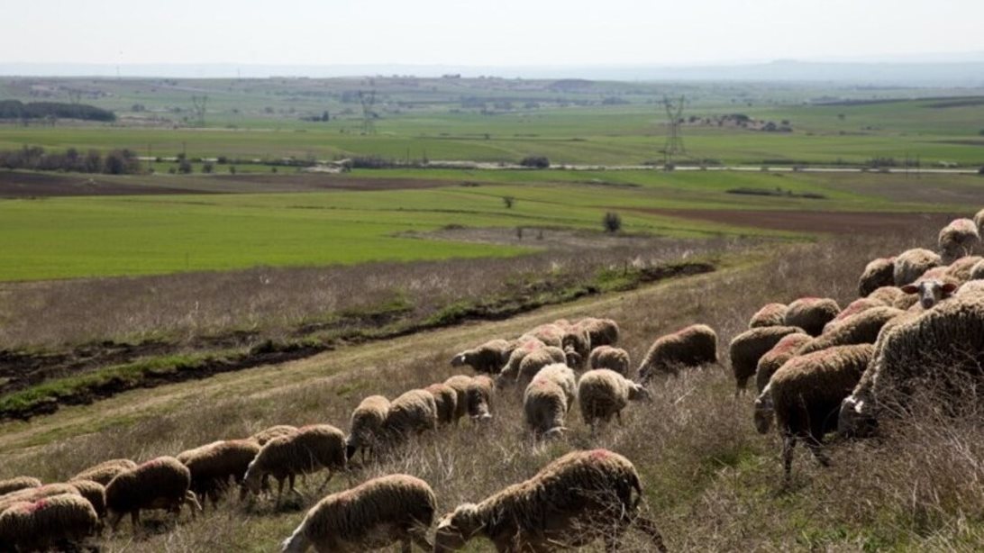 "Κόκκινος" συναγερμός για την ευλογιά των αιγοπροβάτων: Έρχονται κινητοποιήσεις από αγρότες και κτηνοτρόφους