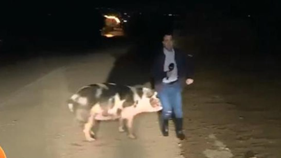 Video of The Day: Θηλυκό γουρούνι κυνηγούσε on air ρεπόρτερ του Γιώργου Παπαδάκη