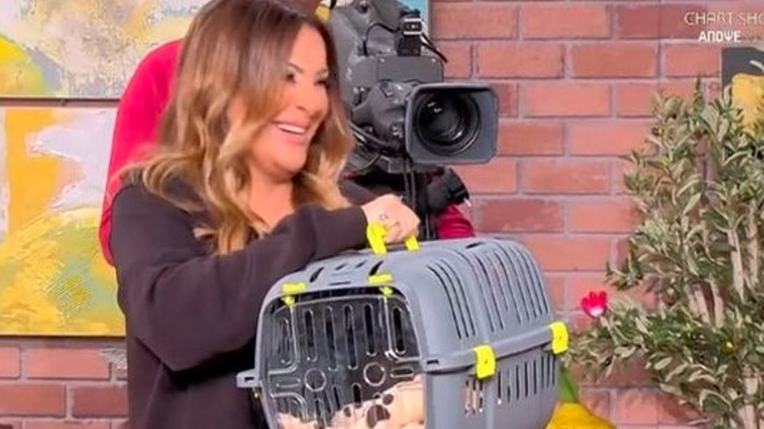 Ναταλία Γερμανού: "Κράξιμο" στο Twitter για τη γάτα που χάρισε στον Παπακαλιάτη - Η αντίδρασή του και η συγγνώμη