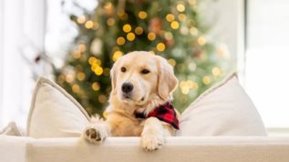 Αθορυβα Πυροτεχνηματα | Η νεα πρωτοβουλια της Ειδικης Γραμματειας για την Προστασια των Ζωων Συντροφιας