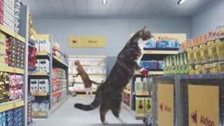 Γάτες Στο Supermarket: Το βίντεο που θα σου φτιάξει τη μέρα!