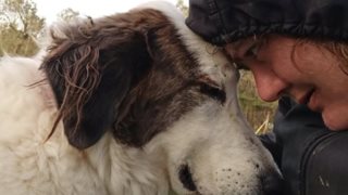 Σταύρος: Ο πανέμορφος και τυχερός σκύλος από τη Λέσβο