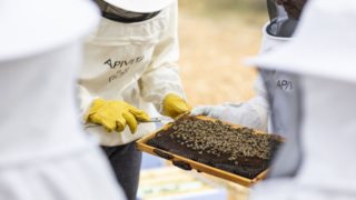 Αυτή είναι η πιο αξιέπαινη δράση για την προστασία του περιβάλλοντος και της μέλισσας