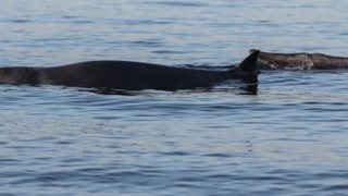 Απίστευτο: Εντοπίστηκε τραυματισμένη φάλαινα στην παραλία Αλίμου [εικόνες - βίντεο]