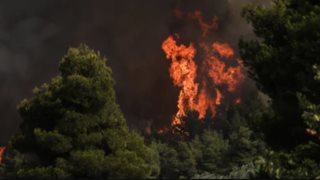 Νέα φωτιά στη Εύβοια: Ξέσπασε σε δασική έκταση στις Πετριές - Πνέουν ισχυροί άνεμοι [εικόνες]