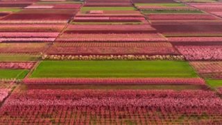 Viral Οf Τhe Day: Οι ανθισμένες ροδακινιές στη Βέροια είναι ό,τι πιο όμορφο θα δεις σήμερα