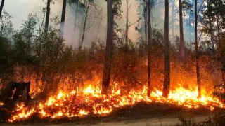 Νύχτα αγωνίας στη Φωκίδα: Μάχη να μείνουν οι φλόγες μακριά από την Ιτέα - Ενισχύθηκαν με το πρώτο φως οι δυνάμεις [Εικόνες-Βίντεο]