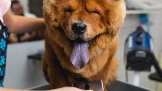 Grooming σκύλου: Τι πρέπει να γνωρίζουμε για τον καλλωπισμό του σκύλου μας
