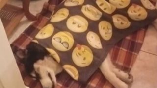 Η κτηνίατρος επιμένει ότι άνθρωπος κακοποίησε τον Ολιβερ- Γιατί το αμφισβητεί η Αστυνομία, συγκάλυψη καταγγέλουν οι φιλόζωοι