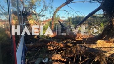 Πυργος: Δεντρο κατερρευσε και επεσε πανω σε τρενο - Τραυματιας ο μηχανοδηγος [βιντεο]