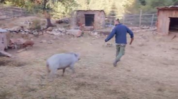 Απιστευτο σκηνικο στη &quot;Φαρμα&quot; - Το γουρουνι... πηρε στο κυνηγι τον Ανδρεα!