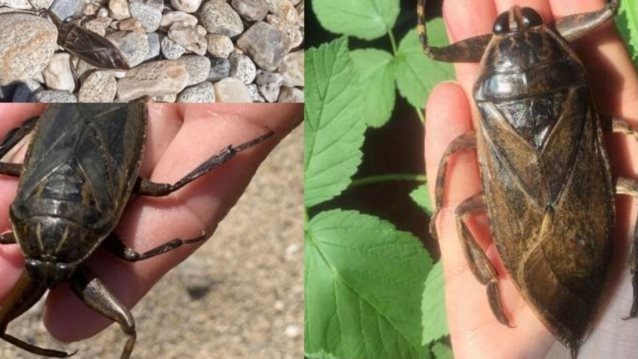 Λιθόκερος: Συχνός "επισκέπτης" της Ελλάδας το μεγαλύτερο έντομο της Ευρώπης - Που ζει και πόσο επικίνδυνο είναι;