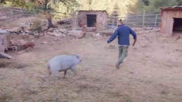 Απίστευτο σκηνικό στη &quot;Φάρμα&quot; - Το γουρούνι... πήρε στο κυνήγι τον Ανδρέα!