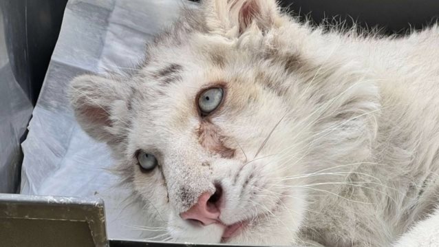 Εριέττα Κούρκουλου Λάτση: Το λευκό τιγράκι έξω από το Αττικό Πάρκο και η κοροϊδία των δήθεν φιλόζωων