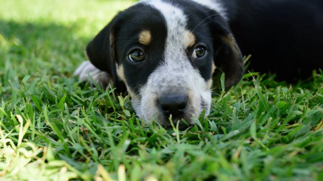 Μεσσηνία Χωρίς Αδέσποτα: «Όταν υιοθετείς ένα αδέσποτο αλλάζεις δύο ζωές: τη δική του και τη δική σου»