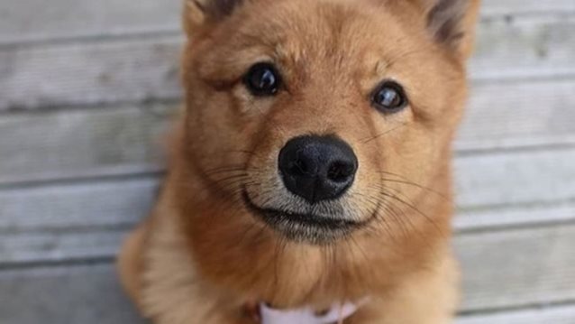 Nestlé Purina: Δημιουργεί το «BetterwithPets», το πρώτο βραβείο για την ενίσχυση των κατοικίδιων ζώων