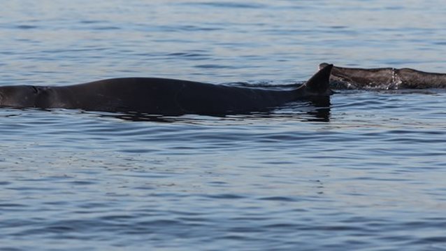 Απίστευτο: Εντοπίστηκε τραυματισμένη φάλαινα στην παραλία Αλίμου [εικόνες - βίντεο]