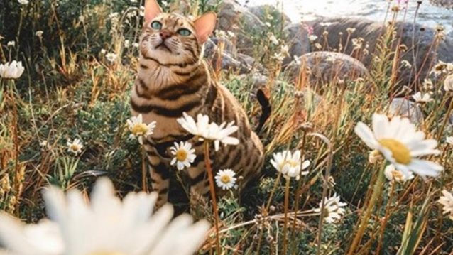 Suki The Cat: Η πιο διάσημη travel blogger είναι γάτα!