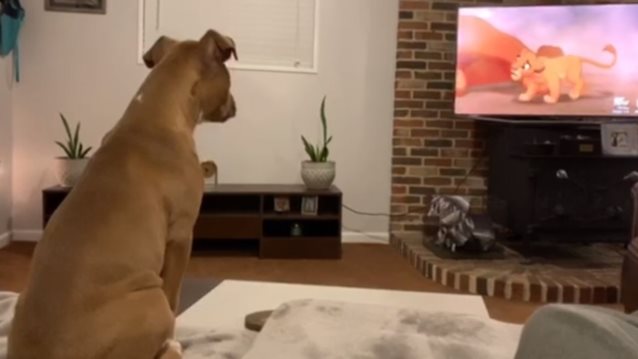 Video of the Day: So cute! Σκύλος παρακολουθεί τον θάνατο του Mufasa στο  Lion King και κλαίει