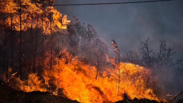 Φωτιά στην Αλεξανδρούπολη: Δύσκολη νύχτα με ισχυρούς ανέμους - Στη μάχη και τα εναέρια μέσα
