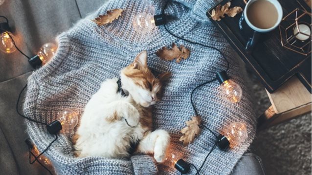 Πώς θα κάνεις το σπίτι σου λίγο πιο cozy αυτό το φθινόπωρο
: 5 εύκολοι και γρήγοροι τρόποι!