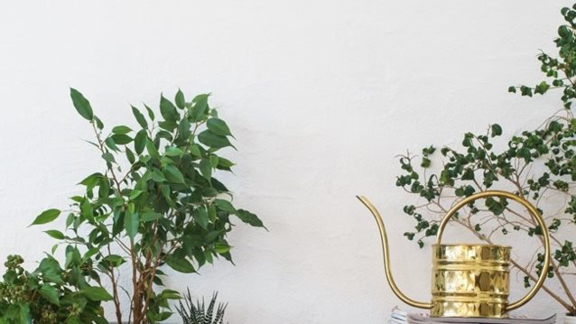 Αυτά τα φυτά εσωτερικού χώρου θα σε βοηθήσουν να κοιμηθείς καλύτερα
: Πώς να δώσεις τέλος στις αϋπνίες που σε ταλαιπωρούν
