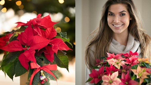 Χ-mas All Around : 3 εύκολες ιδέες για διακόσμηση με πρωταγωνιστή το λουλούδι των Χριστουγέννων!