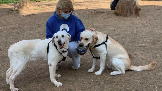 Αποστρατεύτηκε η "Χιονονιφάδα": Το λαμπραντόρ της αστυνομίας με 12 χρόνια μάχιμης υπηρεσίας στα εκρηκτικά