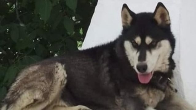 Μυστήριο με το χάσκι στην Αράχωβα: Ψάχνουν τα τηλέφωνα - Καλούν τον ιδιοκτήτη για συμπληρωματική κατάθεση