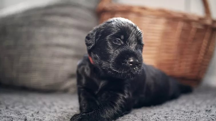 Μια αγκαλιά για πάντα | Πώς ένα αδεσποτάκι μου έσωσε, κυριολεκτικά, τη ζωή