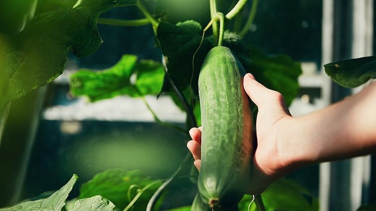 Τύπος με 1 μέτρο πέος καταφέρνει επιτέλους να το μικρύνει
: Ο νεαρός Αφρικανός και το τεράστιο &quot;πρόβλημά&quot; του.
