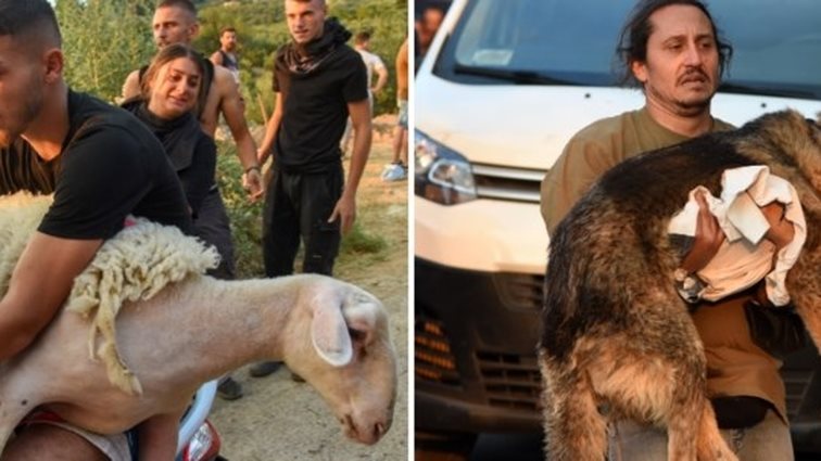 Εικόνες που συγκλονίζουν στην Αχαΐα - Παίρνουν αγκαλιά τα ζώα τους για να τα σώσουν