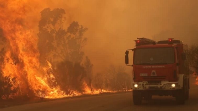 Πώς μπορείς να βοηθήσεις τα πυρόπληκτα ζώα