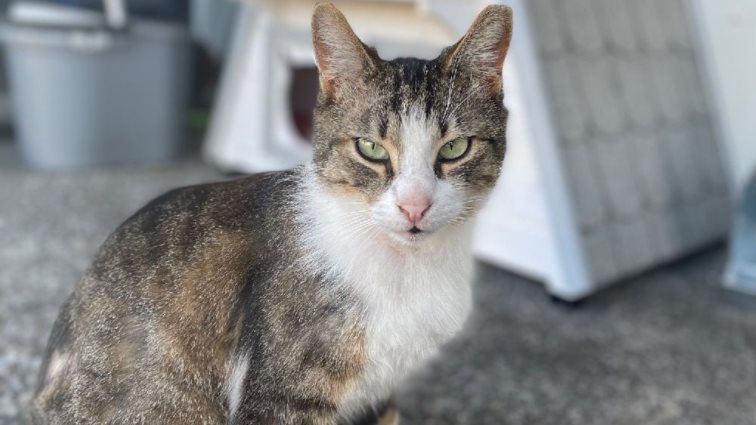 Φροντίδα για τα αδέσποτα ζώα: ΑΒ Βασιλόπουλος, Dogs&#39; Voice και  Nine Lives - Οι Εφτάψυχες ενώνουν δυνάμεις