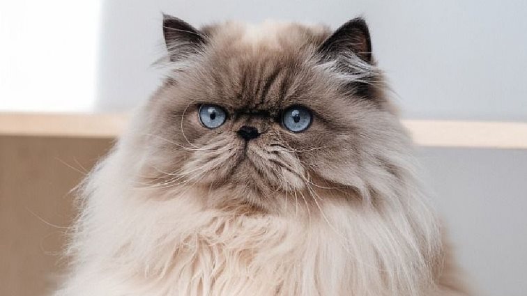 Η Diamond Cat Expo 2025 στις 26 και 27 Απριλίου στο Σεράφειο στο Γκάζι