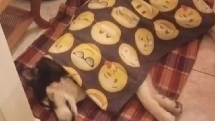 Αράχωβα: Νέες αποκαλύψεις για τον βασανιστικό θάνατο του Ολιβερ - &quot;Υπάρχουν φωτογραφίες που τον δείχνουν δίπλα σε άνθρωπο&quot;