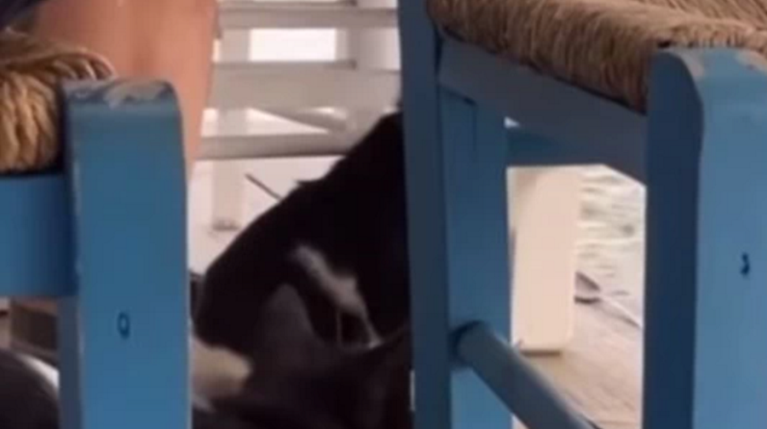 Αιδηψός περιστατικό γάτα