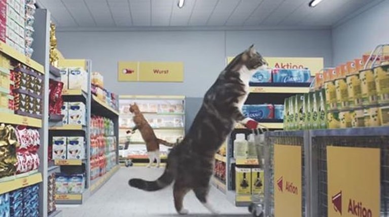 Γάτες στο supermarket