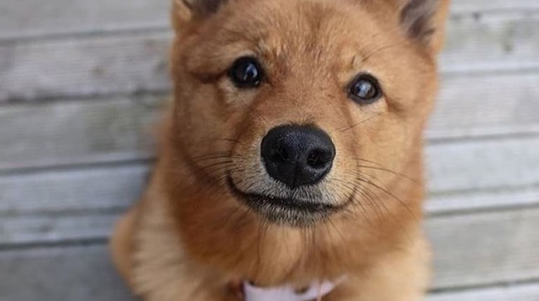 Dog of Instagram