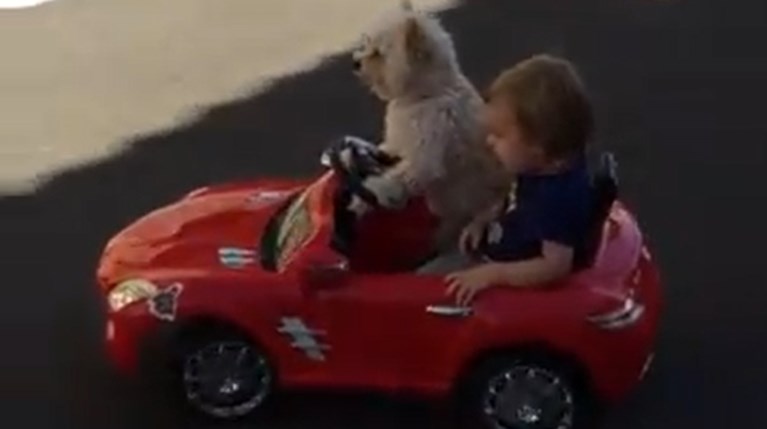 Σκύλος πάει βόλτα ένα παιδί. Όντως;(video)