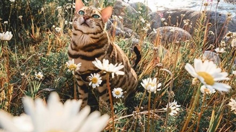 Suki the cat