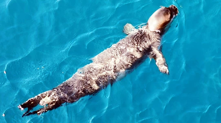 Κωστής της Αλοννήσου - TheTOC