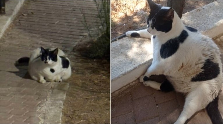 γάτος